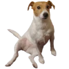 🙂 Эмодзи «belle the dog» для Telegram
