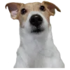 😶 Эмодзи «belle the dog» для Telegram