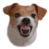 🤬 Эмодзи «belle the dog» для Telegram