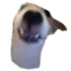 🫨 Эмодзи «belle the dog» для Telegram