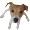 🤥 Эмодзи «belle the dog» для Telegram