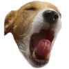 😫 Эмодзи «belle the dog» для Telegram