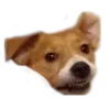 😬 Эмодзи «belle the dog» для Telegram