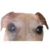 😶 Эмодзи «belle the dog» для Telegram