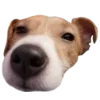 😴 Эмодзи «belle the dog» для Telegram