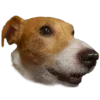 😀 Эмодзи «belle the dog» для Telegram