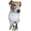 🫤 Эмодзи «belle the dog» для Telegram