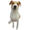 🙂 Эмодзи «belle the dog» для Telegram