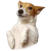 😚 Эмодзи «belle the dog» для Telegram