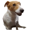 😀 Эмодзи «belle the dog» для Telegram