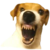 👺 Эмодзи «belle the dog» для Telegram