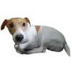 🥺 Эмодзи «belle the dog» для Telegram