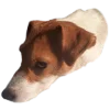 😟 Эмодзи «belle the dog» для Telegram