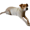 ✨ Эмодзи «belle the dog» для Telegram