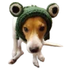 🐸 Эмодзи «belle the dog» для Telegram