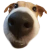 😃 Эмодзи «belle the dog» для Telegram