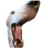 🤪 Эмодзи «belle the dog» для Telegram