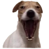 🤣 Эмодзи «belle the dog» для Telegram