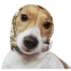 😘 Эмодзи «belle the dog» для Telegram
