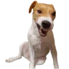 😎 Эмодзи «belle the dog» для Telegram