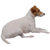 🐕 Эмодзи «belle the dog» для Telegram