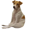 🧐 Эмодзи «belle the dog» для Telegram