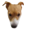 😶 Эмодзи «belle the dog» для Telegram
