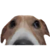 😶 Эмодзи «belle the dog» для Telegram