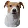 😐 Эмодзи «belle the dog» для Telegram