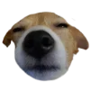 😴 Эмодзи «belle the dog» для Telegram