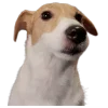 😘 Эмодзи «belle the dog» для Telegram