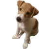 Стикерпак belle the dog для Telegram