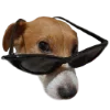 😎 Эмодзи «belle the dog» для Telegram