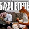 Обложка набора Мемная Белка Из