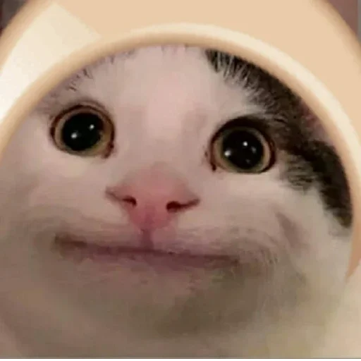 😶‍🌫️ Стикер «Beluga» для Telegram