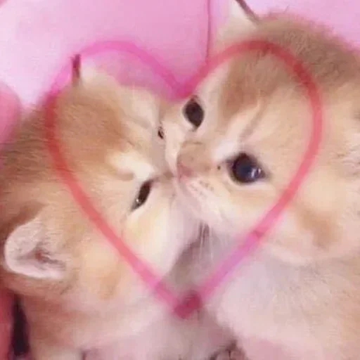 ❤️ Стикер «Stupid Stickers» для Telegram