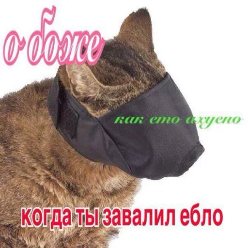 😌 Стикер «Stupid Stickers» для Telegram