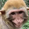 🐵 Эмодзи «DXAY&BelyaR4» для Telegram