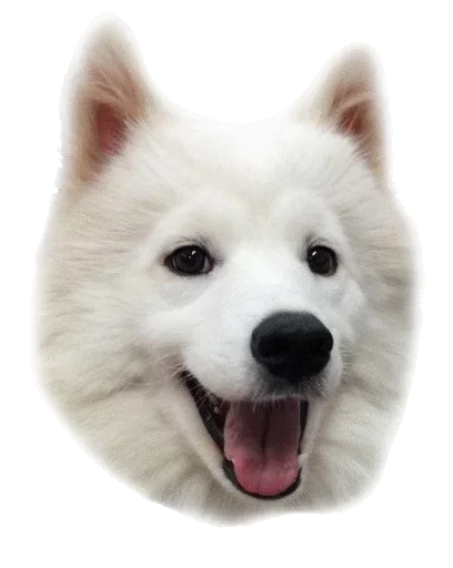 🤪 Стикер «Pelmeni» для Telegram