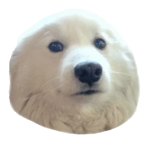 😟 Стикер «Pelmeni» для Telegram