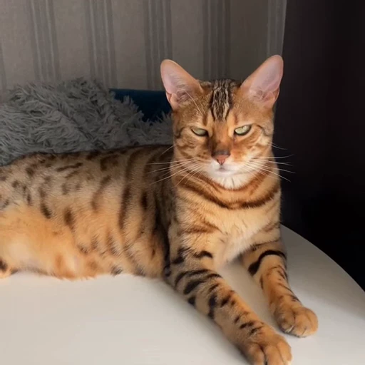 🤩 Стикер «Бенгальские котики» для Telegram