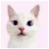 Стикер 12 🐈 love pink - розовые милашные стики