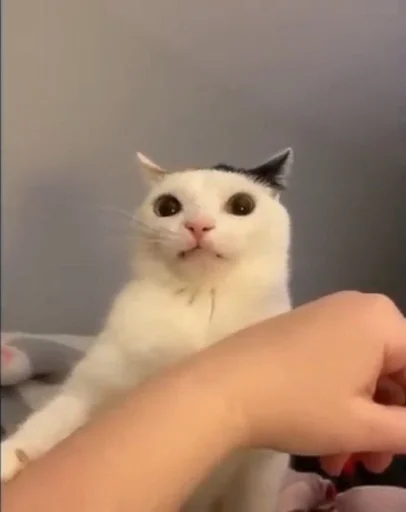 😺 Стикер «bentley» для Telegram