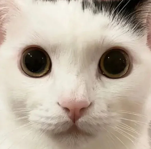 😺 Стикер «bentley» для Telegram