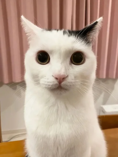 😺 Стикер «bentley» для Telegram