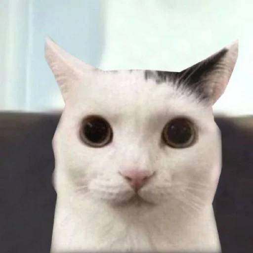 😺 Стикер «bentley» для Telegram