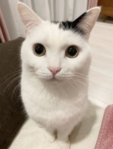 😺 Стикер «bentley» для Telegram