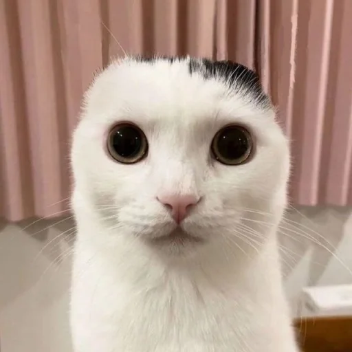 😺 Стикер «bentley» для Telegram