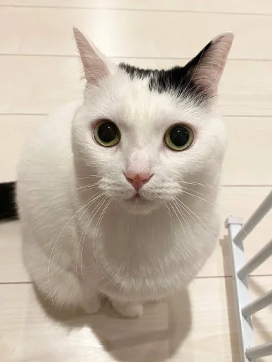 😺 Стикер «bentley» для Telegram