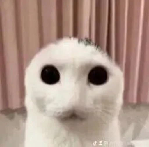 😺 Стикер «bentley» для Telegram